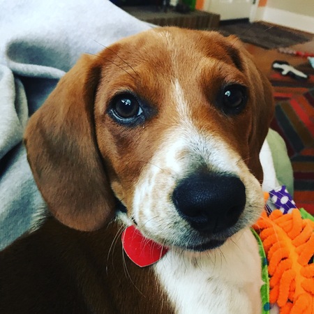 Scout