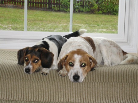 Stella(left) and Snoopy(right)