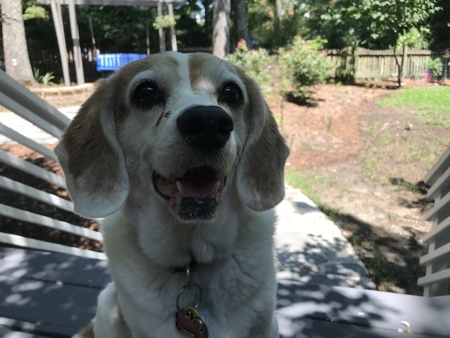 Daphne