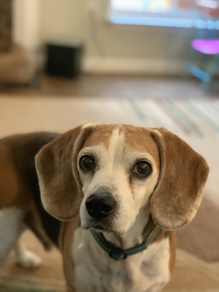 Buddy