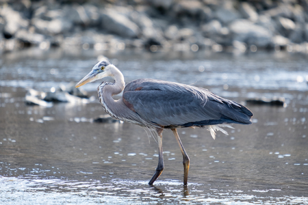 Great Blue Heron