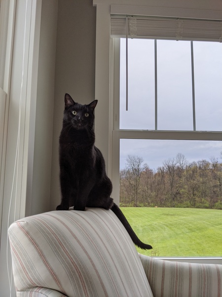 Ohio Farm Cat