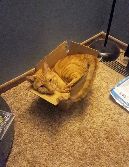 If I fits, I sits