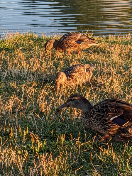 Three Ducks of Upper Arlington
