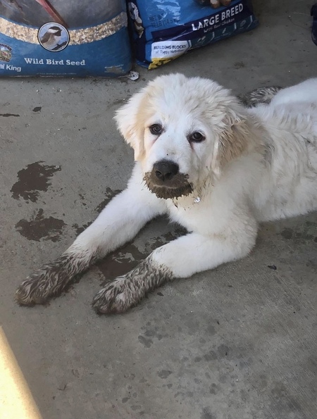 Mud for dinner