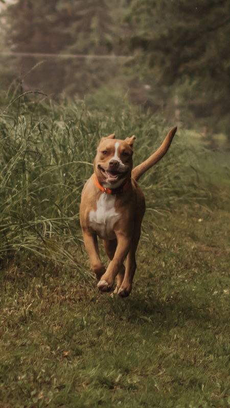 Axel