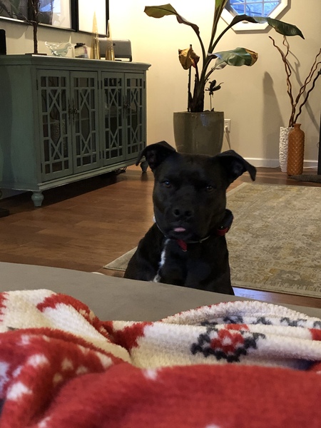 Sophia