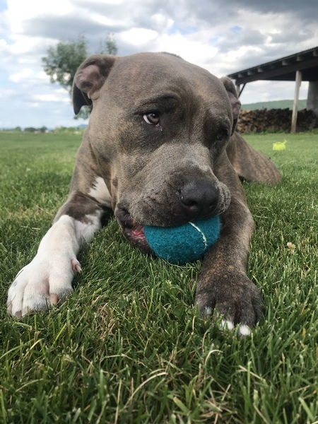 Maverick