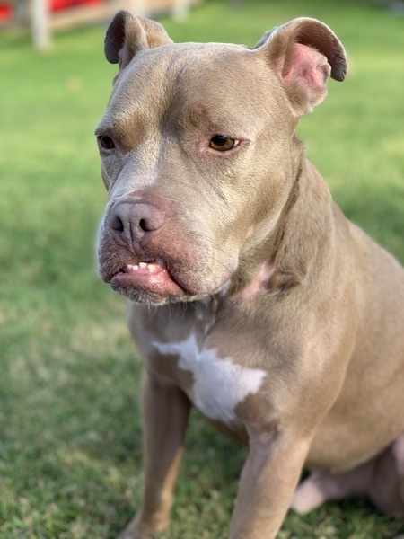 Teef