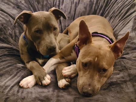 Koda & Allie