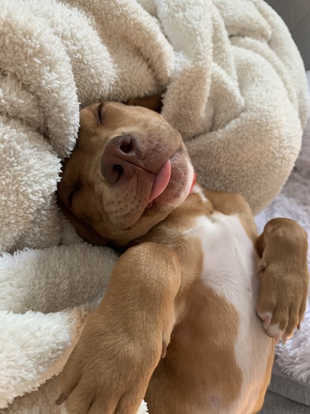 Gianni 