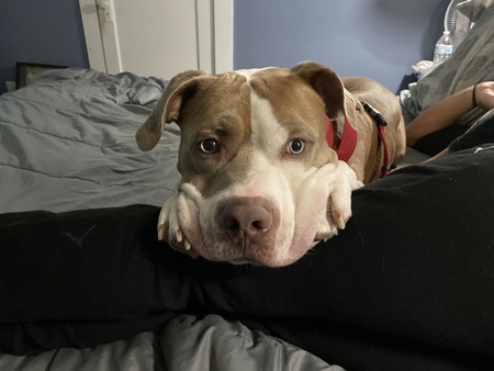 Meathead