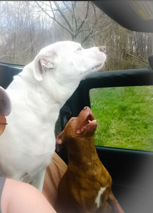 Hank and Stella