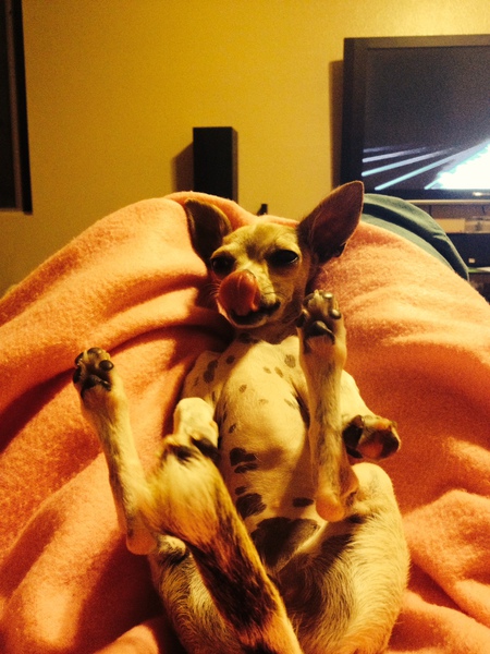 Puppy Paisley