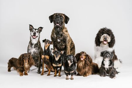 Squeeze, Meester Gibbs, Carl, Gnocchi Louise, Logan, Strudel, Harold, Charlotte and Barbet Roo