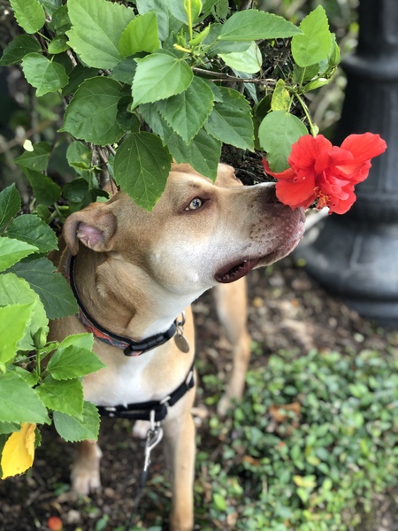 Kona
