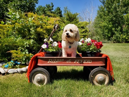 Gary the Radio Flyer