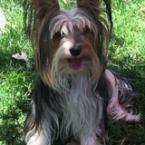 Entry image for Snickers