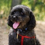 Entry image for Pepper