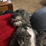 Entry image for Teddy