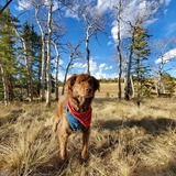 Entry image for Ripken