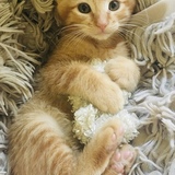 Entry image for Casey