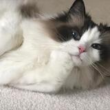 Entry image for Bailey