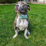 Entry image for Beans (previously Evan)