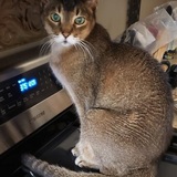 Entry image for Horus