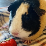 Entry image for Bugsy