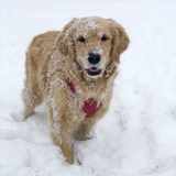 Entry image for Sophie