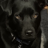 Entry image for Koda