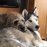 Entry image for Sadie and Siren