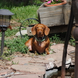 Entry image for Remy Martin