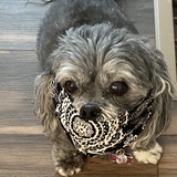 Entry image for Lola