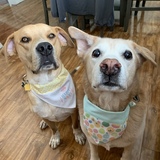 Entry image for Walt and Rascal