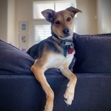 Entry image for Sadie