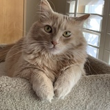 Entry image for Babka