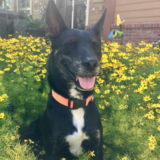 Entry image for Otto