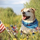 Entry image for Apache