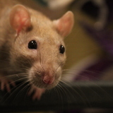 Entry image for Ginger