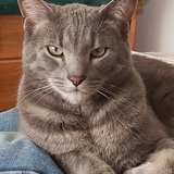 Entry image for Bert