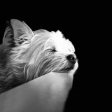 Entry image for Senna