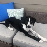 Entry image for Baxter