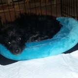 Entry image for Precious