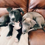 Entry image for Max and Cody