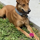 Entry image for Redgie