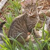 Entry image for Jarious Nefarious