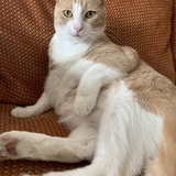 Entry image for Nutter Butter