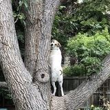 Entry image for Gracie